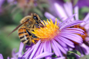 Giardinaggio E Cambiamenti Climatici, Cosa Fare: Interruzione dei collegamenti tra impollinatori  - Ferramenta Vancini