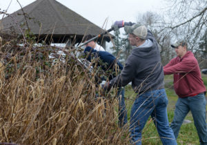 Giardinaggio E Cambiamenti Climatici, Cosa Fare: Rimuovere piante invasive dal giardino - Ferramenta Vancini