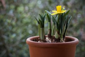 In Vaso o In Giardino? - Consigli Pratici: Come Coltivare i Bulbi Da Fiore - Ferramenta Vancini