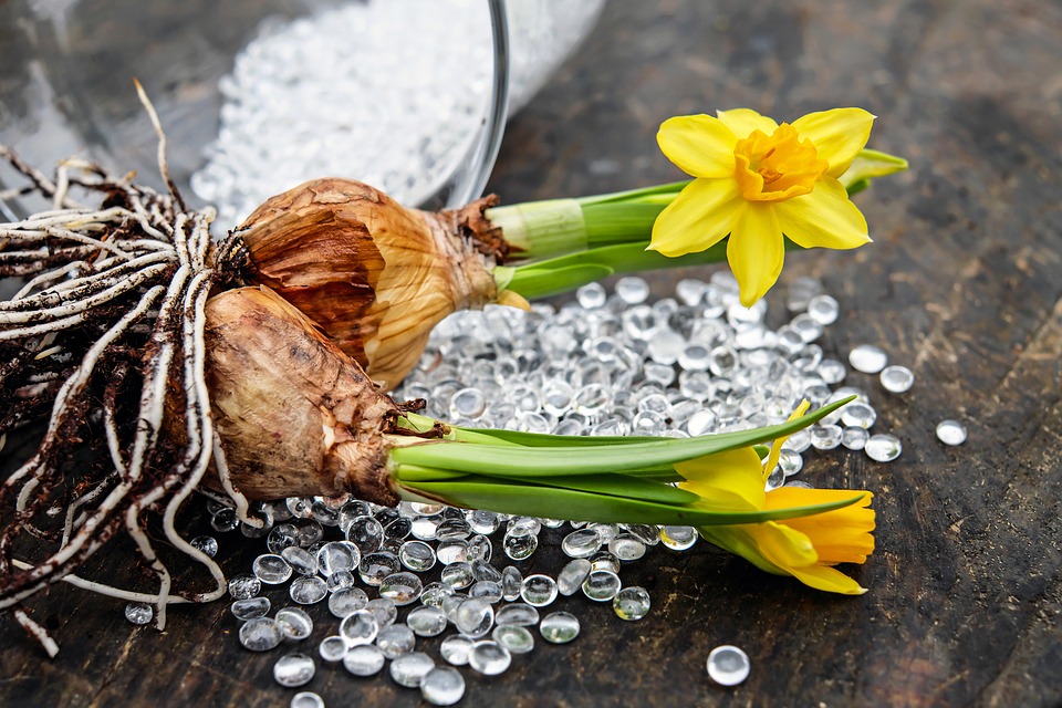 Consigli Pratici: Come Coltivare i Bulbi Da Fiore