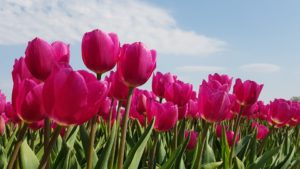 I Bulbi da Fiore dei Tulipani - Come Coltivare i Bulbi Da Fiore Più Richiesti - Ferramenta Vancini