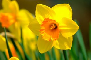 I Bulbi da Fiore dei Narcisi - Come Coltivare i Bulbi Da Fiore Più Richiesti - Ferramenta Vancini