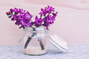 I Bulbi da Fiore dei Giacinti - Come Coltivare i Bulbi Da Fiore Più Richiesti - Ferramenta Vancini