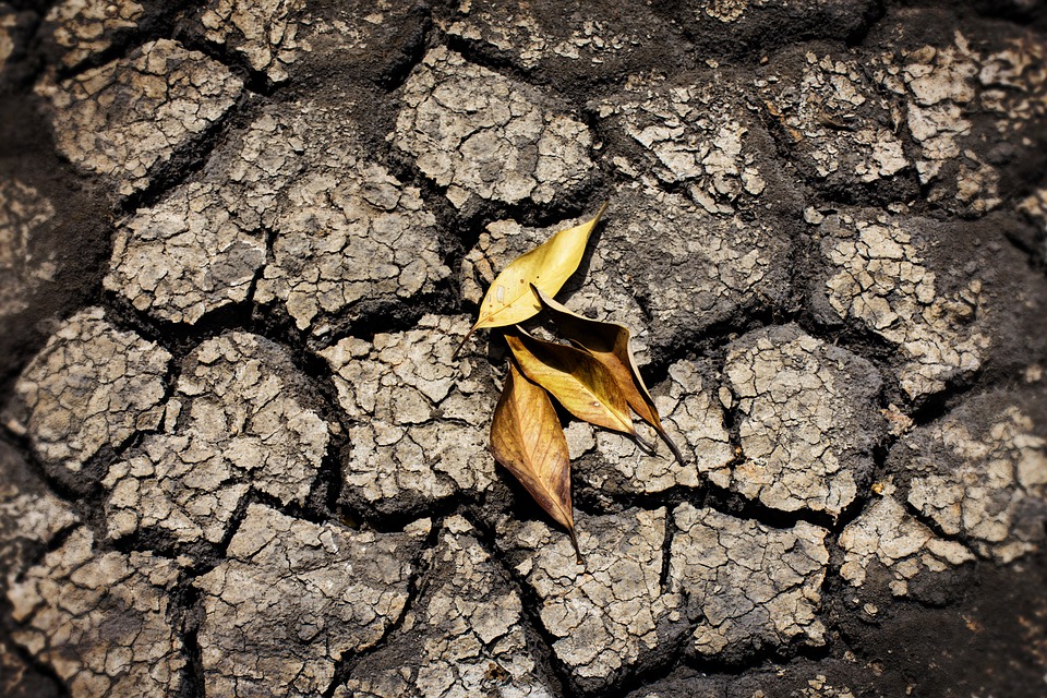 Giardinaggio E Cambiamenti Climatici, Cosa Fare E Come Comportarsi?